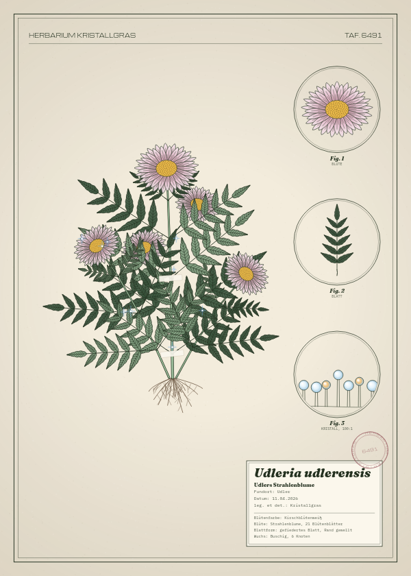 Botanische Tafel: Udleria udlerensis, eine erfundene Pflanze aus Udler, gezeichnet wie in einem alten Pflanzenatlas
