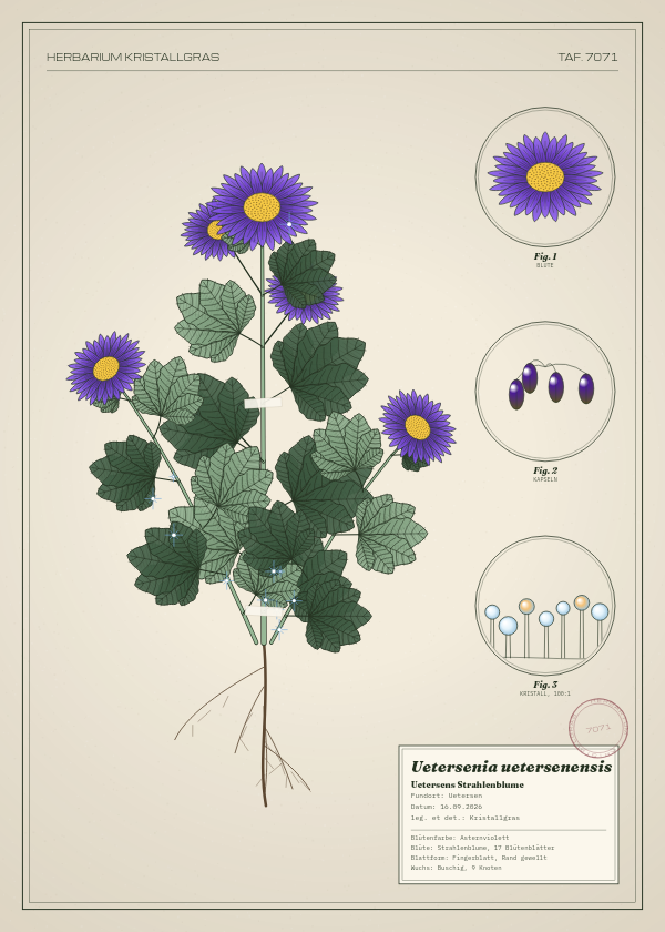 Botanische Tafel: Uetersenia uetersenensis, eine erfundene Pflanze aus Uetersen, gezeichnet wie in einem alten Pflanzenatlas