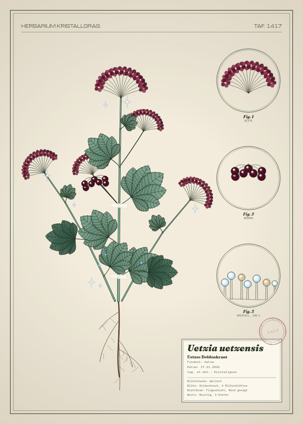 Botanische Tafel: Uetzia uetzensis, eine erfundene Pflanze aus Uetze, gezeichnet wie in einem alten Pflanzenatlas