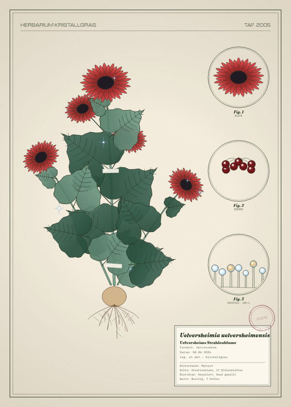 Botanische Tafel: Uelversheimia uelversheimensis, eine erfundene Pflanze aus Uelversheim, gezeichnet wie in einem alten Pflanzenatlas