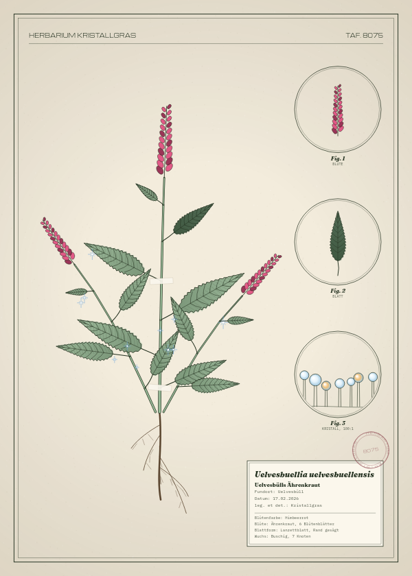 Botanische Tafel: Uelvesbuellia uelvesbuellensis, eine erfundene Pflanze aus Uelvesbüll, gezeichnet wie in einem alten Pflanzenatlas