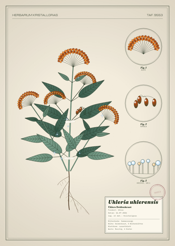 Botanische Tafel: Uhleria uhlerensis, eine erfundene Pflanze aus Uhler, gezeichnet wie in einem alten Pflanzenatlas