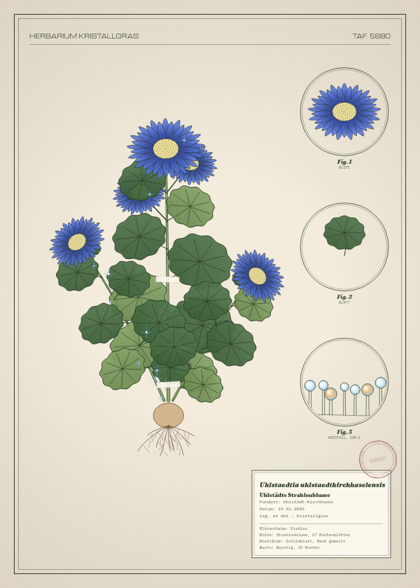 Botanische Tafel: Uhlstaedtia uhlstaedtkirchhaselensis, eine erfundene Pflanze aus Uhlstädt-Kirchhasel, gezeichnet wie in einem alten Pflanzenatlas
