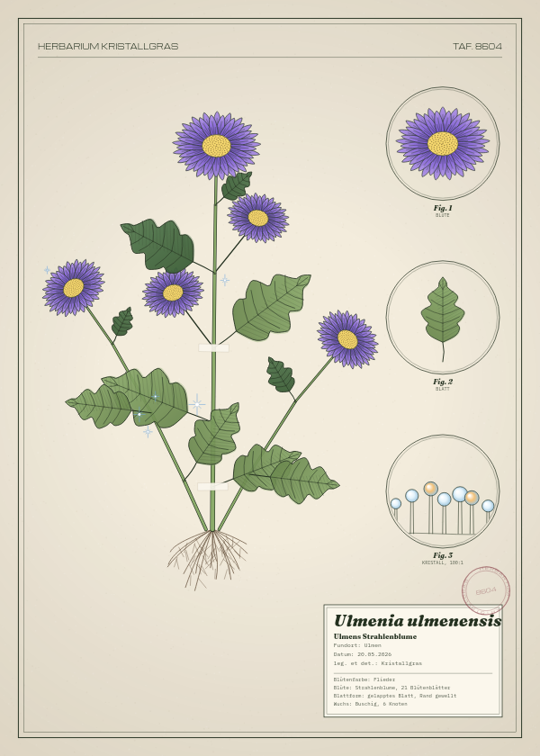 Botanische Tafel: Ulmenia ulmenensis, eine erfundene Pflanze aus Ulmen, gezeichnet wie in einem alten Pflanzenatlas