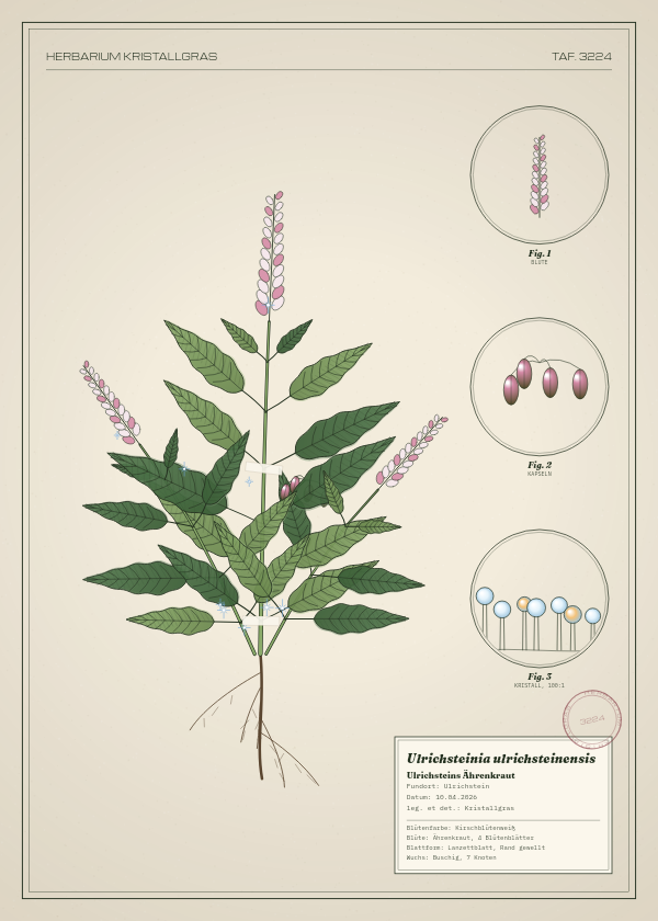 Botanische Tafel: Ulrichsteinia ulrichsteinensis, eine erfundene Pflanze aus Ulrichstein, gezeichnet wie in einem alten Pflanzenatlas