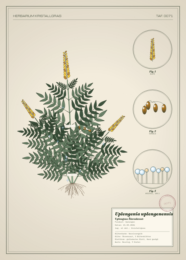 Botanische Tafel: Uplengenia uplengenensis, eine erfundene Pflanze aus Uplengen, gezeichnet wie in einem alten Pflanzenatlas