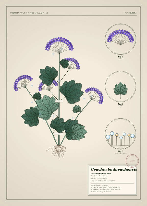 Botanische Tafel: Urachia badurachensis, eine erfundene Pflanze aus Bad Urach, gezeichnet wie in einem alten Pflanzenatlas