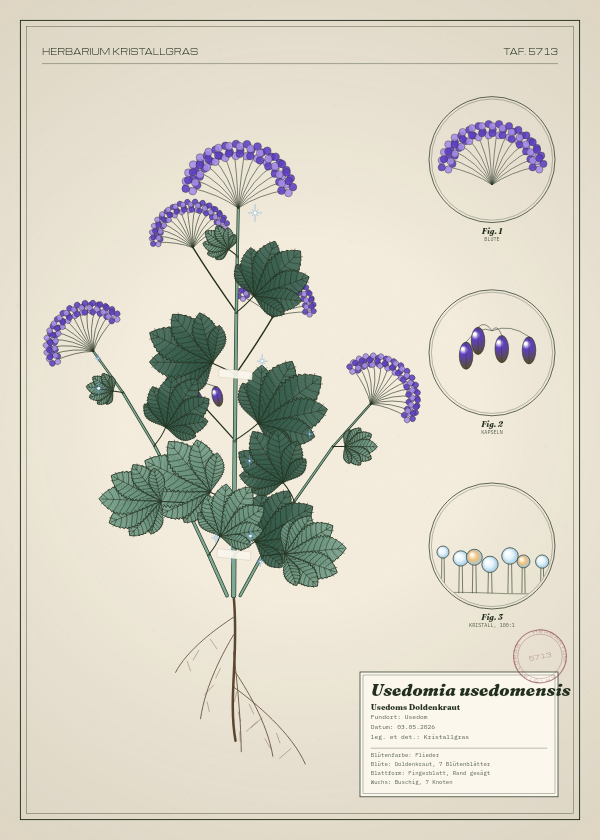 Botanische Tafel: Usedomia usedomensis, eine erfundene Pflanze aus Usedom, gezeichnet wie in einem alten Pflanzenatlas