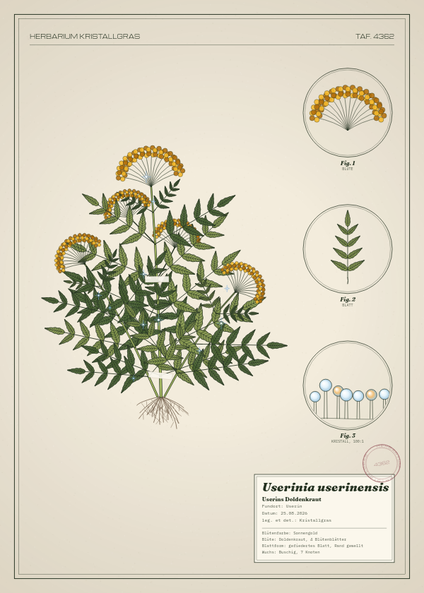 Botanische Tafel: Userinia userinensis, eine erfundene Pflanze aus Userin, gezeichnet wie in einem alten Pflanzenatlas