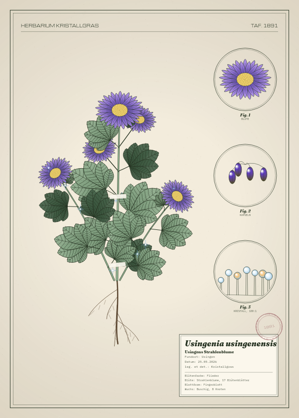 Botanische Tafel: Usingenia usingenensis, eine erfundene Pflanze aus Usingen, gezeichnet wie in einem alten Pflanzenatlas