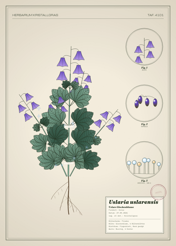 Botanische Tafel: Uslaria uslarensis, eine erfundene Pflanze aus Uslar, gezeichnet wie in einem alten Pflanzenatlas