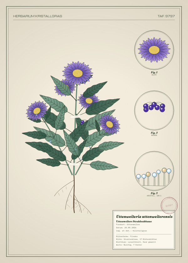 Botanische Tafel: Uttenweileria uttenweilerensis, eine erfundene Pflanze aus Uttenweiler, gezeichnet wie in einem alten Pflanzenatlas