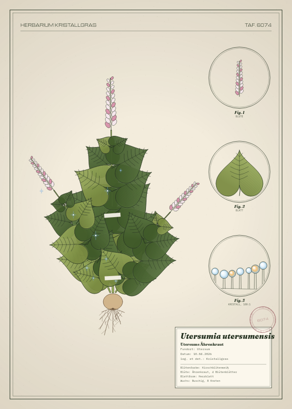 Botanische Tafel: Utersumia utersumensis, eine erfundene Pflanze aus Utersum, gezeichnet wie in einem alten Pflanzenatlas