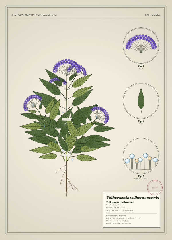 Botanische Tafel: Volkerzenia volkerzenensis, eine erfundene Pflanze aus Volkerzen, gezeichnet wie in einem alten Pflanzenatlas