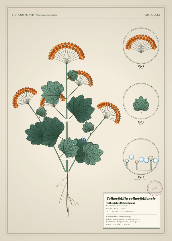 Botanische Tafel: Volkesfeldia volkesfeldensis, eine erfundene Pflanze aus Volkesfeld, gezeichnet wie in einem alten Pflanzenatlas