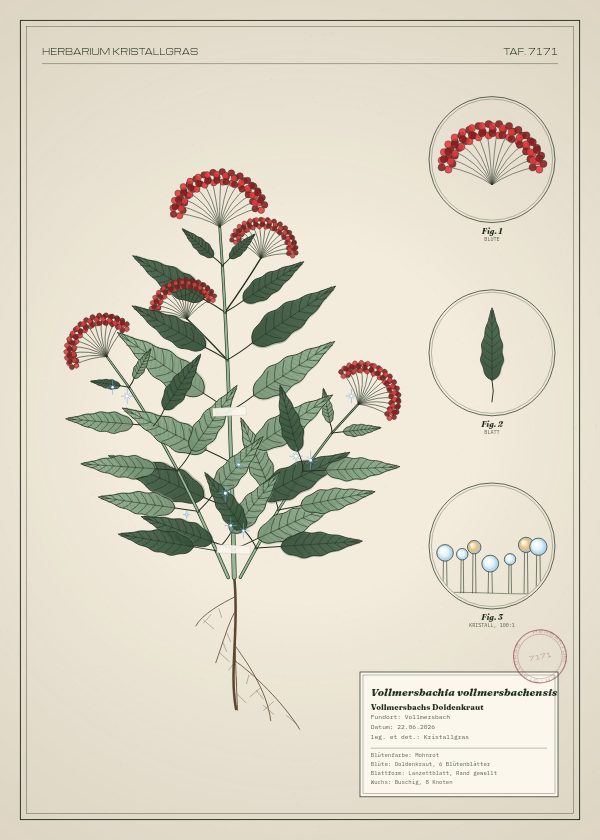 Botanische Tafel: Vollmersbachia vollmersbachensis, eine erfundene Pflanze aus Vollmersbach, gezeichnet wie in einem alten Pflanzenatlas