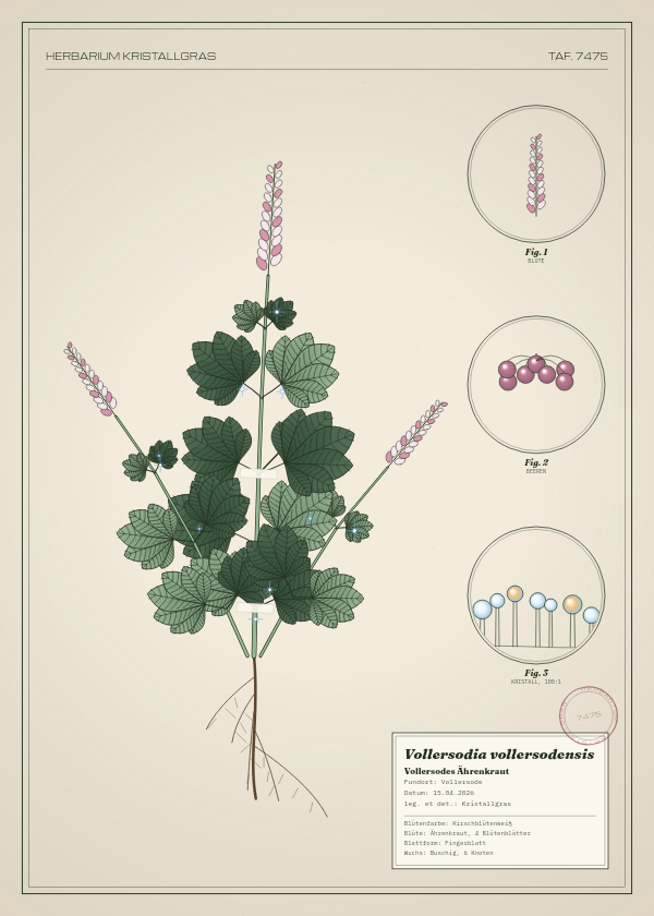 Botanische Tafel: Vollersodia vollersodensis, eine erfundene Pflanze aus Vollersode, gezeichnet wie in einem alten Pflanzenatlas