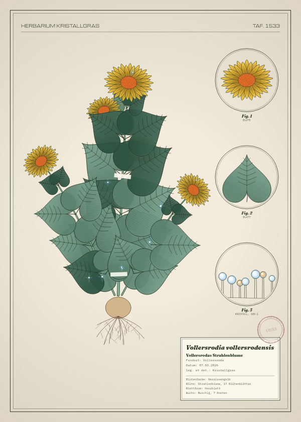 Botanische Tafel: Vollersrodia vollersrodensis, eine erfundene Pflanze aus Vollersroda, gezeichnet wie in einem alten Pflanzenatlas