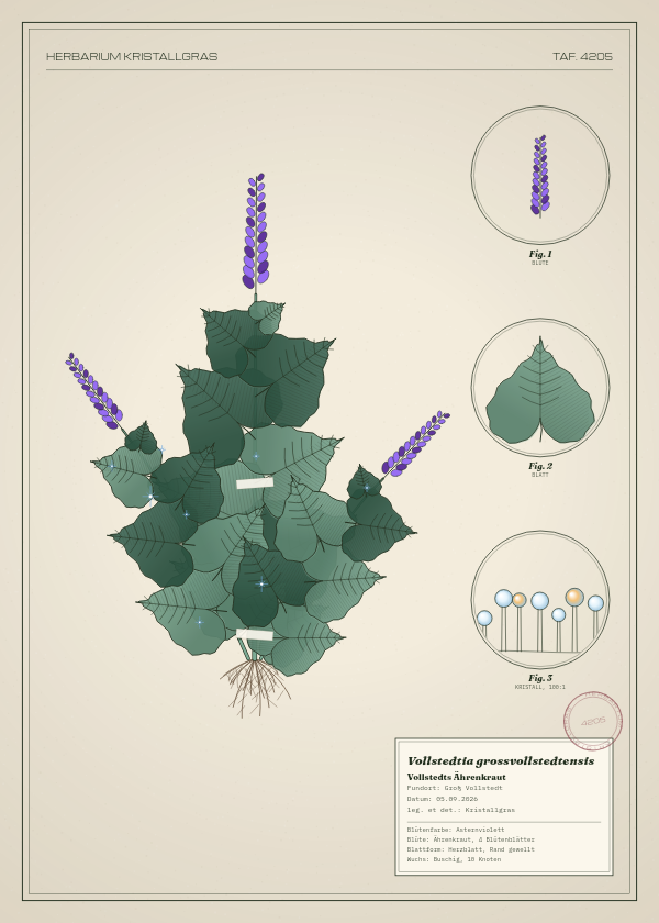 Botanische Tafel: Vollstedtia grossvollstedtensis, eine erfundene Pflanze aus Groß Vollstedt, gezeichnet wie in einem alten Pflanzenatlas