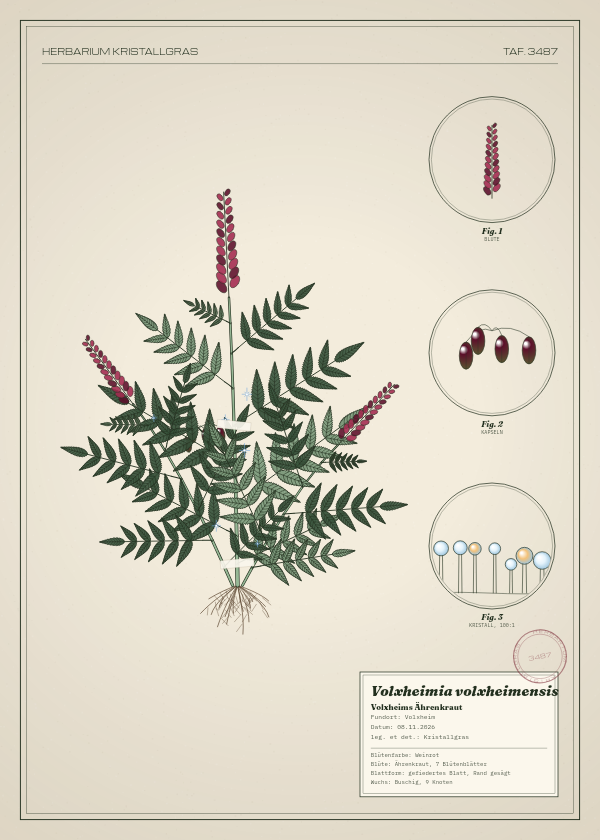Botanische Tafel: Volxheimia volxheimensis, eine erfundene Pflanze aus Volxheim, gezeichnet wie in einem alten Pflanzenatlas