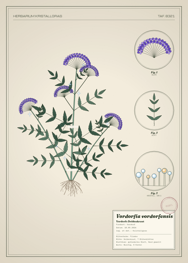Botanische Tafel: Vordorfia vordorfensis, eine erfundene Pflanze aus Vordorf, gezeichnet wie in einem alten Pflanzenatlas