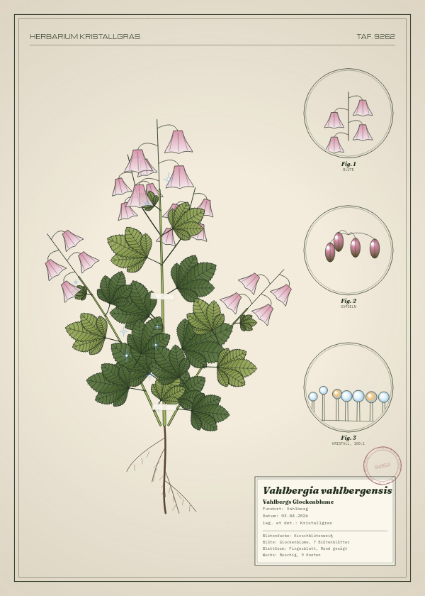 Botanische Tafel: Vahlbergia vahlbergensis, eine erfundene Pflanze aus Vahlberg, gezeichnet wie in einem alten Pflanzenatlas