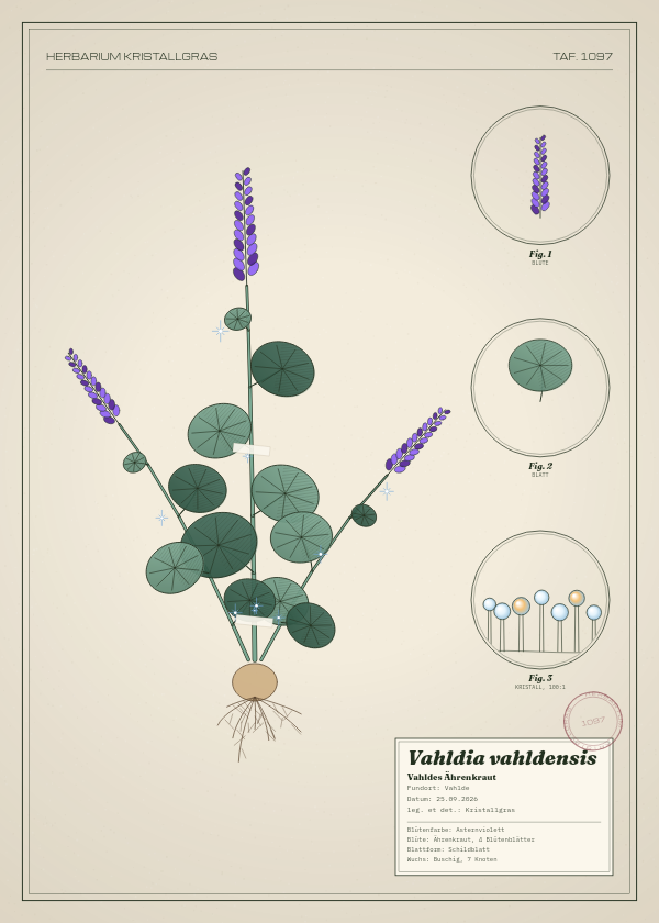 Botanische Tafel: Vahldia vahldensis, eine erfundene Pflanze aus Vahlde, gezeichnet wie in einem alten Pflanzenatlas