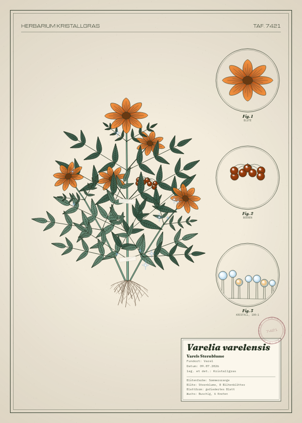 Botanische Tafel: Varelia varelensis, eine erfundene Pflanze aus Varel, gezeichnet wie in einem alten Pflanzenatlas