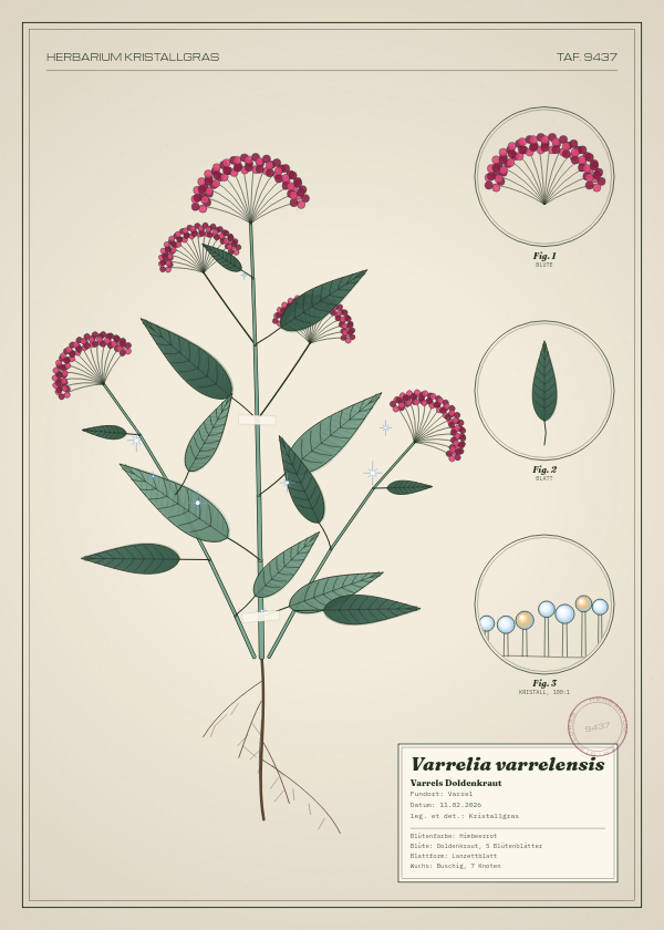 Botanische Tafel: Varrelia varrelensis, eine erfundene Pflanze aus Varrel, gezeichnet wie in einem alten Pflanzenatlas