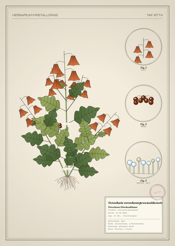 Botanische Tafel: Vetschaia vetschauspreewaldensis, eine erfundene Pflanze aus Vetschau/Spreewald, gezeichnet wie in einem alten Pflanzenatlas