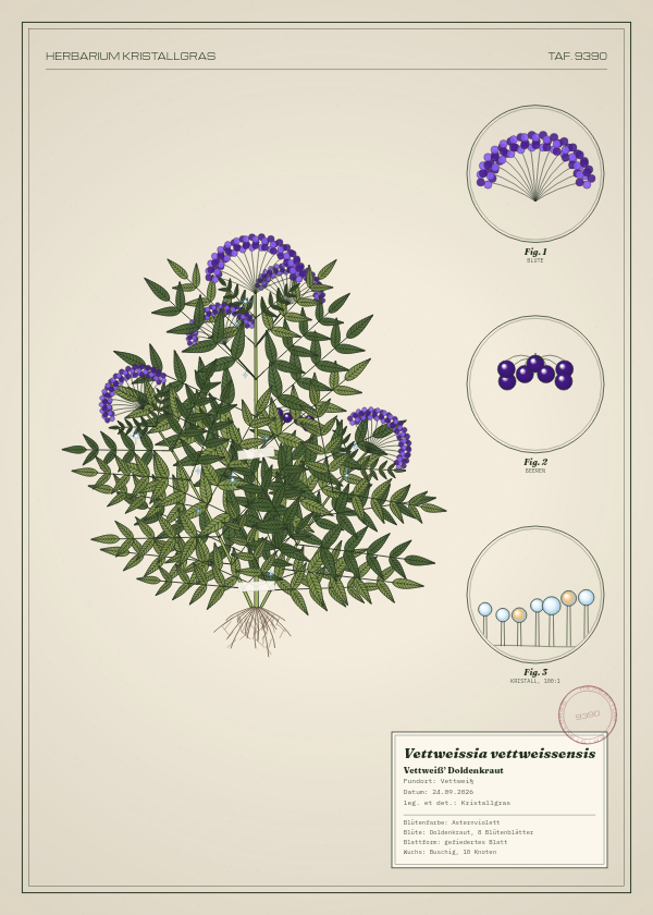Botanische Tafel: Vettweissia vettweissensis, eine erfundene Pflanze aus Vettweiß, gezeichnet wie in einem alten Pflanzenatlas