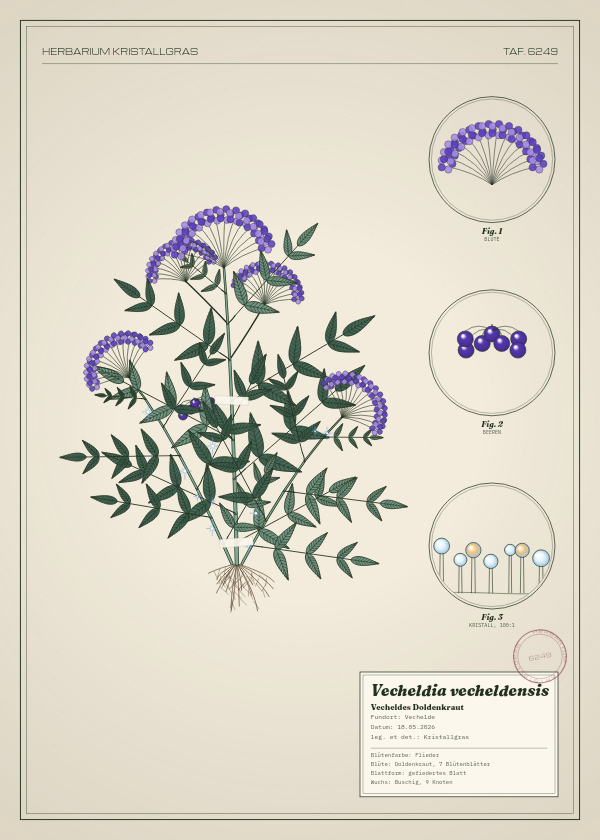 Botanische Tafel: Vecheldia vecheldensis, eine erfundene Pflanze aus Vechelde, gezeichnet wie in einem alten Pflanzenatlas