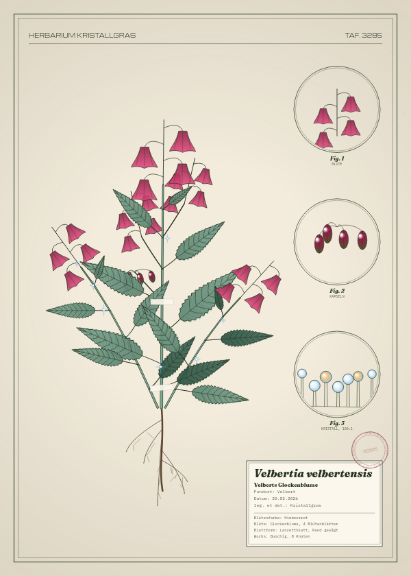 Botanische Tafel: Velbertia velbertensis, eine erfundene Pflanze aus Velbert, gezeichnet wie in einem alten Pflanzenatlas
