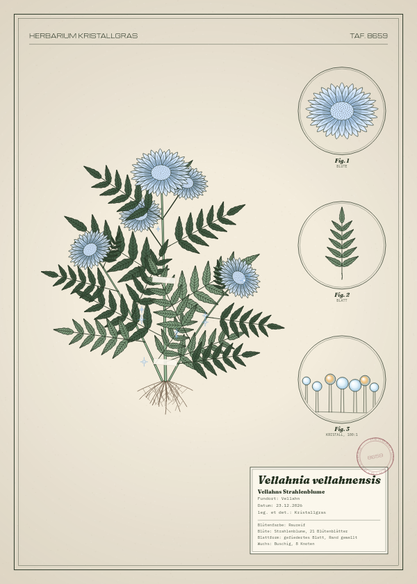 Botanische Tafel: Vellahnia vellahnensis, eine erfundene Pflanze aus Vellahn, gezeichnet wie in einem alten Pflanzenatlas