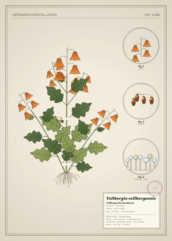 Botanische Tafel: Vellbergia vellbergensis, eine erfundene Pflanze aus Vellberg, gezeichnet wie in einem alten Pflanzenatlas