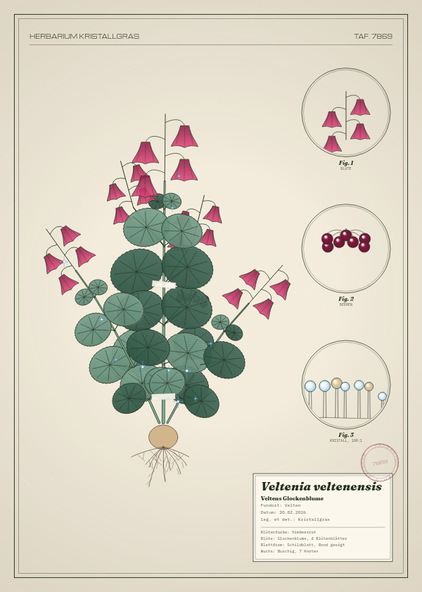Botanische Tafel: Veltenia veltenensis, eine erfundene Pflanze aus Velten, gezeichnet wie in einem alten Pflanzenatlas