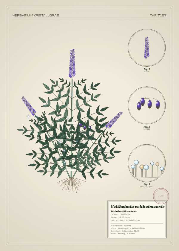 Botanische Tafel: Veltheimia veltheimensis, eine erfundene Pflanze aus Veltheim, gezeichnet wie in einem alten Pflanzenatlas