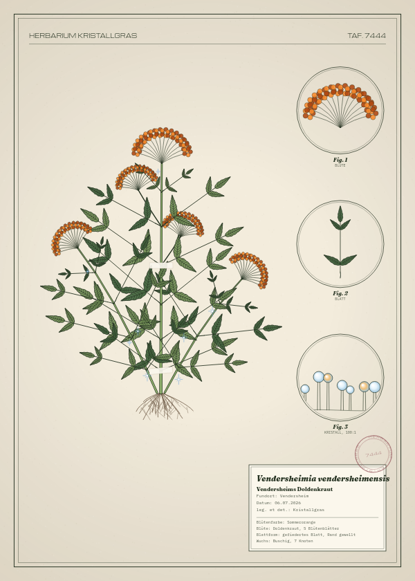 Botanische Tafel: Vendersheimia vendersheimensis, eine erfundene Pflanze aus Vendersheim, gezeichnet wie in einem alten Pflanzenatlas