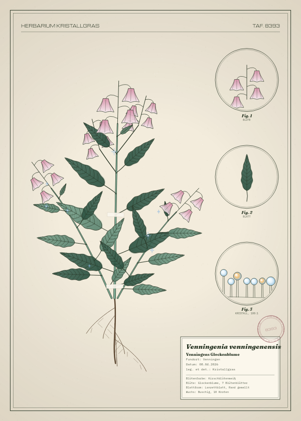 Botanische Tafel: Venningenia venningenensis, eine erfundene Pflanze aus Venningen, gezeichnet wie in einem alten Pflanzenatlas