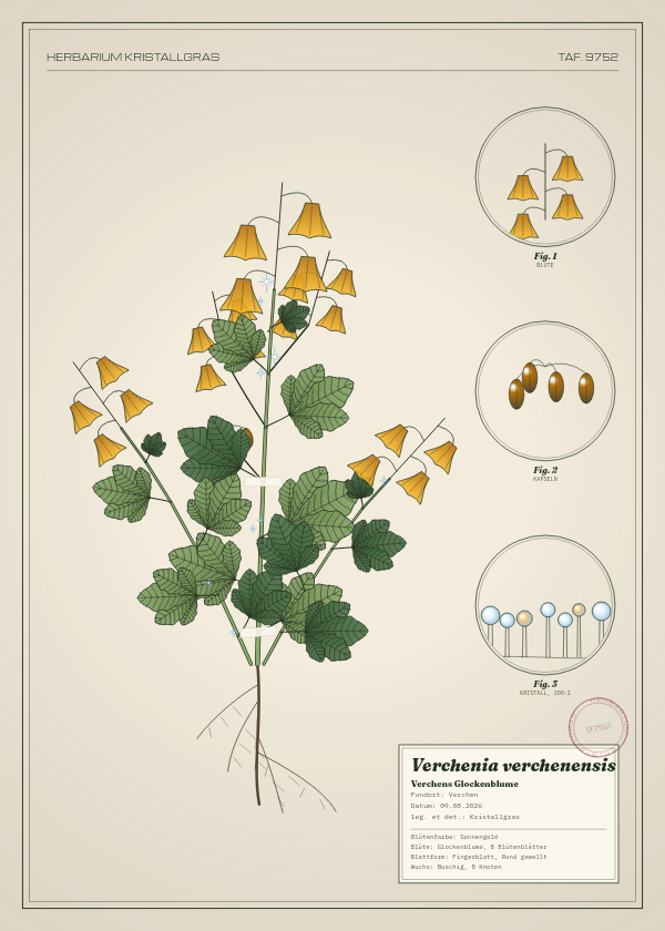 Botanische Tafel: Verchenia verchenensis, eine erfundene Pflanze aus Verchen, gezeichnet wie in einem alten Pflanzenatlas
