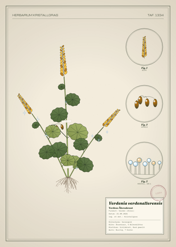 Botanische Tafel: Verdenia verdenallerensis, eine erfundene Pflanze aus Verden (Aller), gezeichnet wie in einem alten Pflanzenatlas