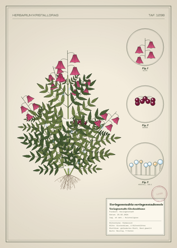 Botanische Tafel: Veringenstadtia veringenstadtensis, eine erfundene Pflanze aus Veringenstadt, gezeichnet wie in einem alten Pflanzenatlas