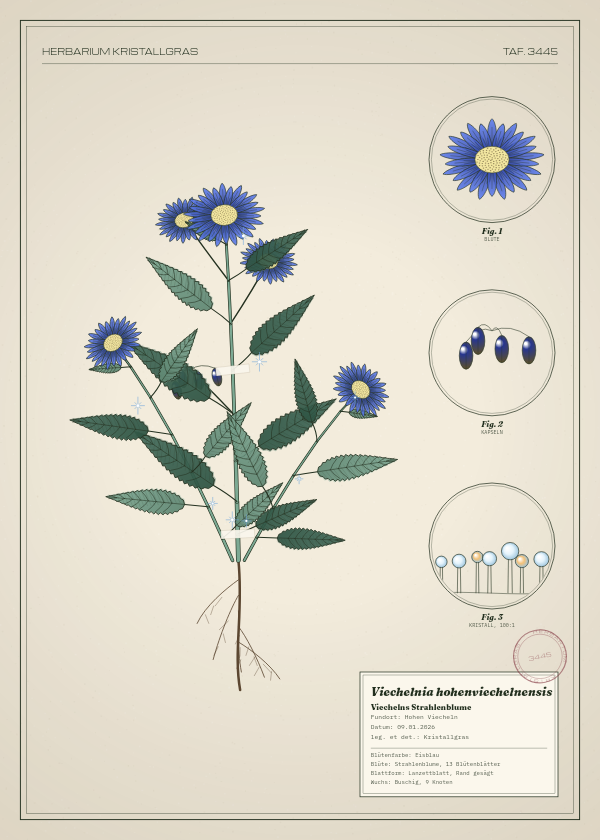 Botanische Tafel: Viechelnia hohenviechelnensis, eine erfundene Pflanze aus Hohen Viecheln, gezeichnet wie in einem alten Pflanzenatlas