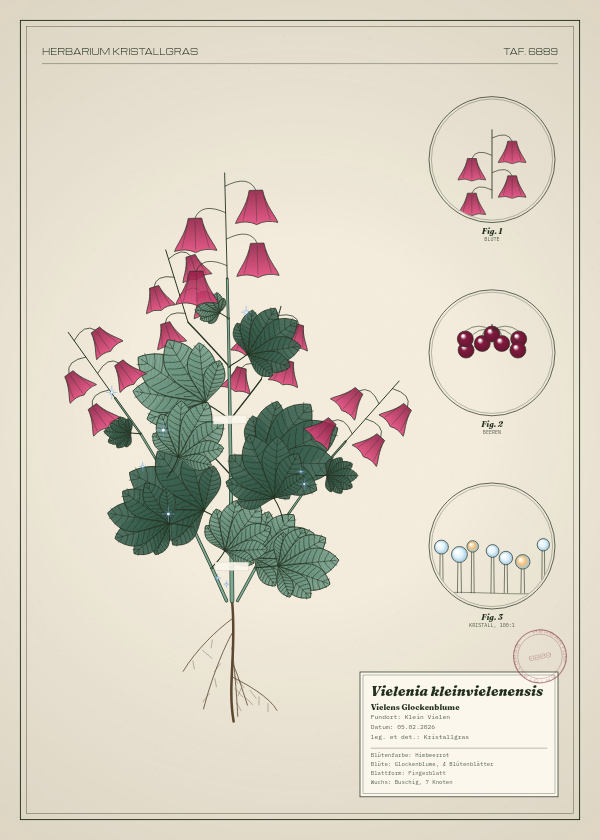 Botanische Tafel: Vielenia kleinvielenensis, eine erfundene Pflanze aus Klein Vielen, gezeichnet wie in einem alten Pflanzenatlas