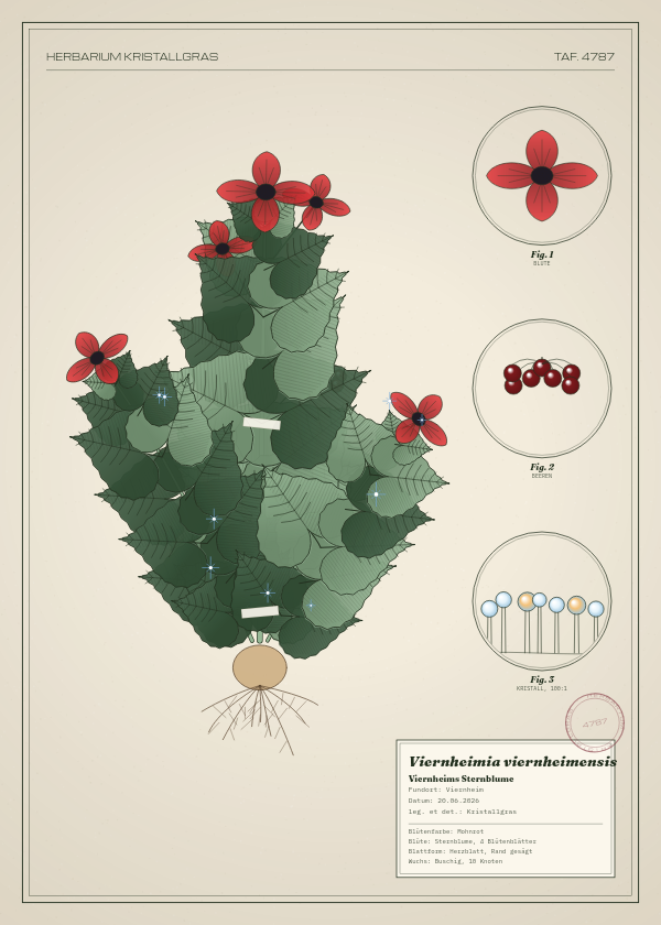 Botanische Tafel: Viernheimia viernheimensis, eine erfundene Pflanze aus Viernheim, gezeichnet wie in einem alten Pflanzenatlas