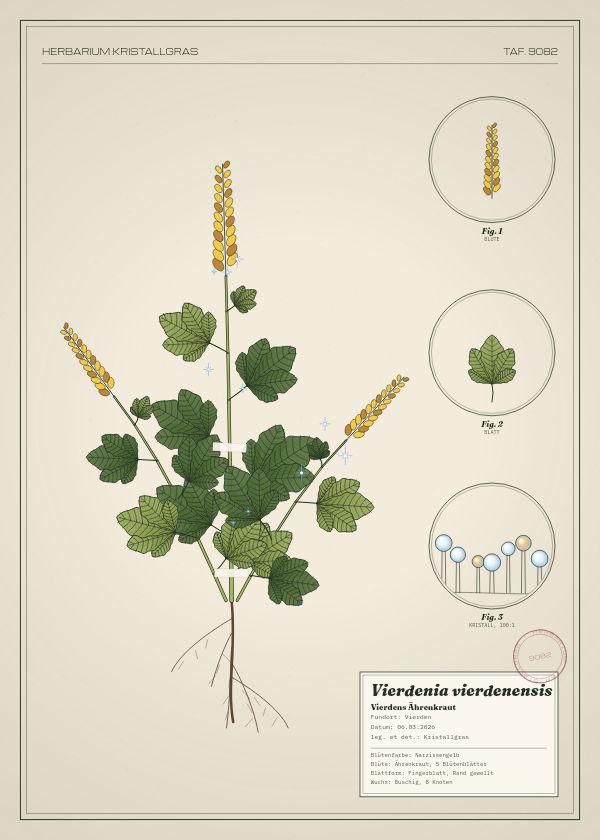 Botanische Tafel: Vierdenia vierdenensis, eine erfundene Pflanze aus Vierden, gezeichnet wie in einem alten Pflanzenatlas
