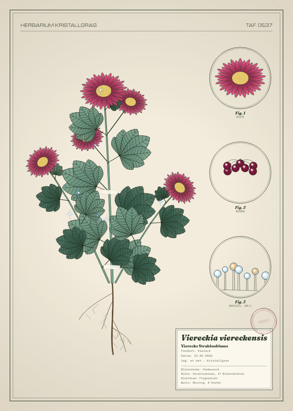 Botanische Tafel: Viereckia viereckensis, eine erfundene Pflanze aus Viereck, gezeichnet wie in einem alten Pflanzenatlas