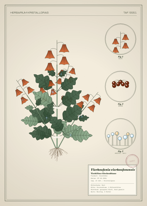 Botanische Tafel: Vierhoefenia vierhoefenensis, eine erfundene Pflanze aus Vierhöfen, gezeichnet wie in einem alten Pflanzenatlas