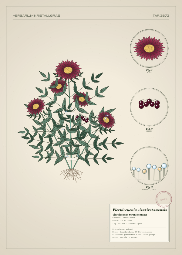 Botanische Tafel: Vierkirchenia vierkirchenensis, eine erfundene Pflanze aus Vierkirchen, gezeichnet wie in einem alten Pflanzenatlas