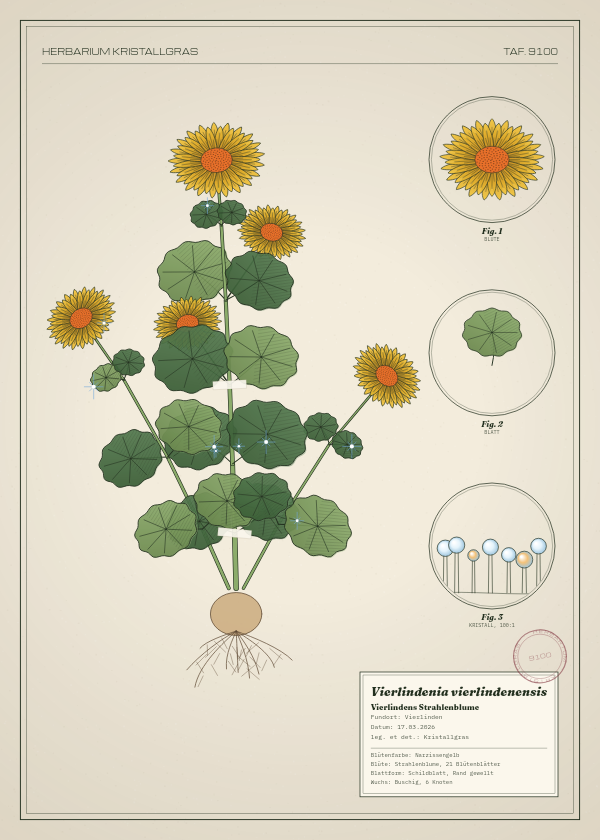 Botanische Tafel: Vierlindenia vierlindenensis, eine erfundene Pflanze aus Vierlinden, gezeichnet wie in einem alten Pflanzenatlas